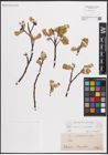 Foto von Salix caprea L. x Salix silesiaca Willd.